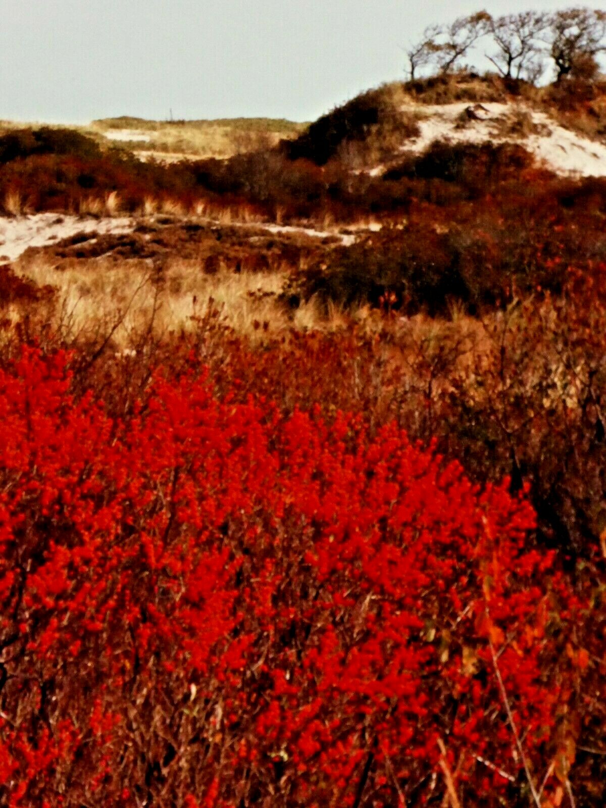 John R. Wells, Cibachrome, Landscape Parker River Nature Refuge, Plum Island, MA