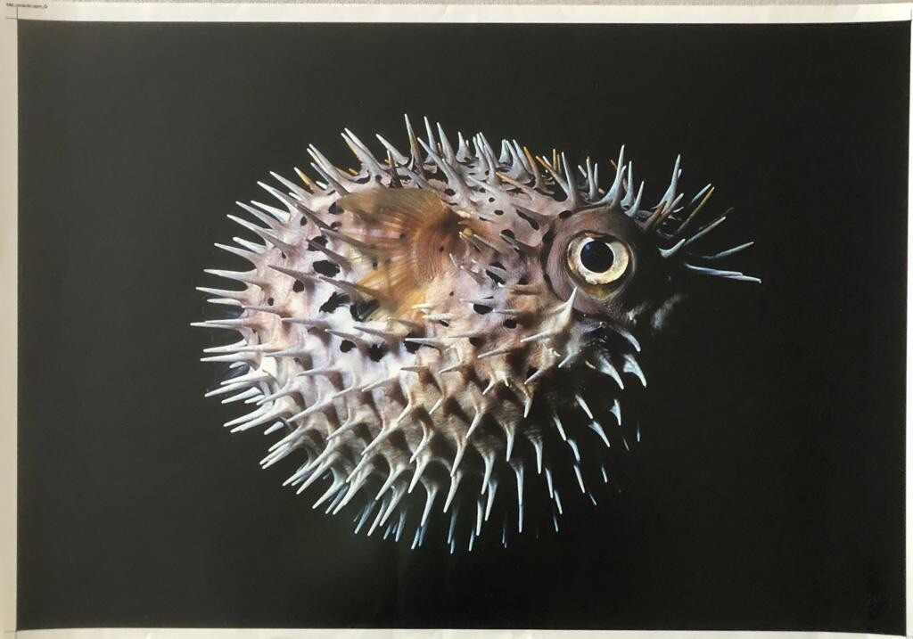 Photograph of Carlos Otero “Bad Character”, 2002. Original signed