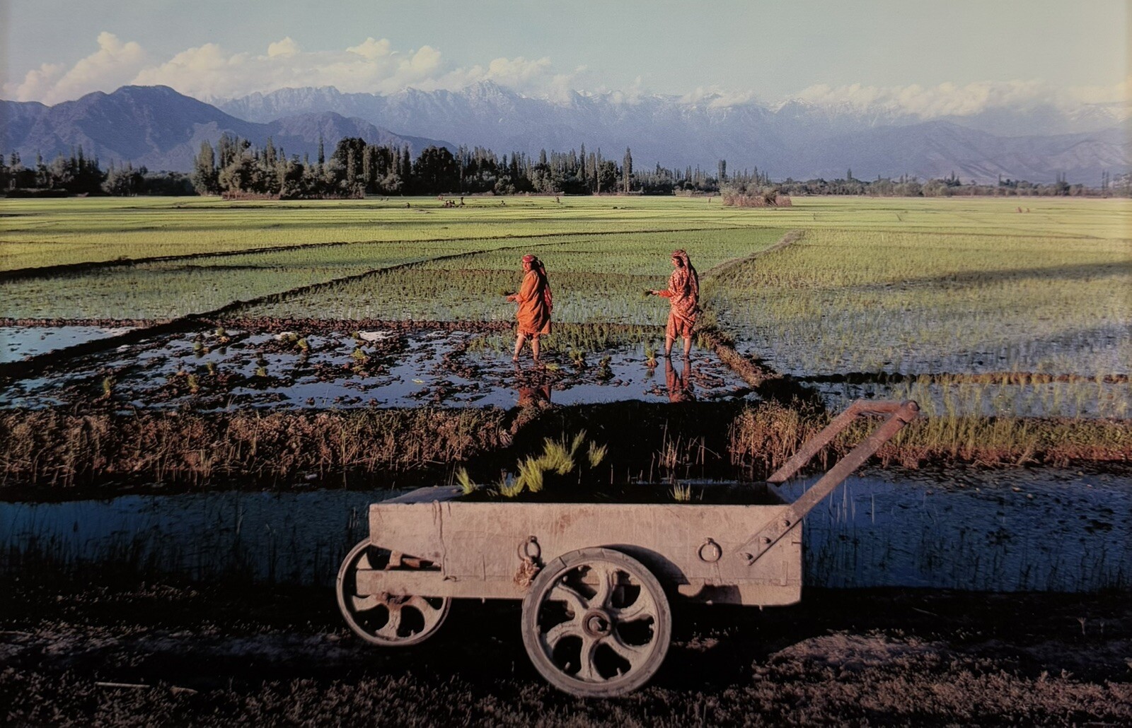 1985 Raghubir Singh Transplanting Paddy Outskirts Srinagar Kashmir India SIGNED