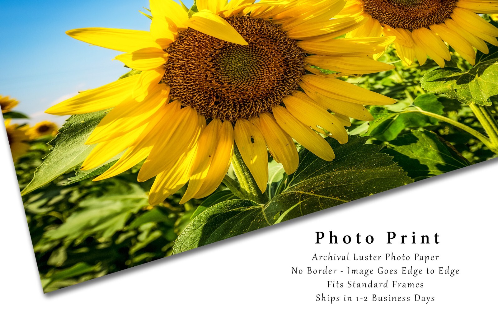 Country Photography Print – Picture of Two Sunflowers in a Field in Kansas