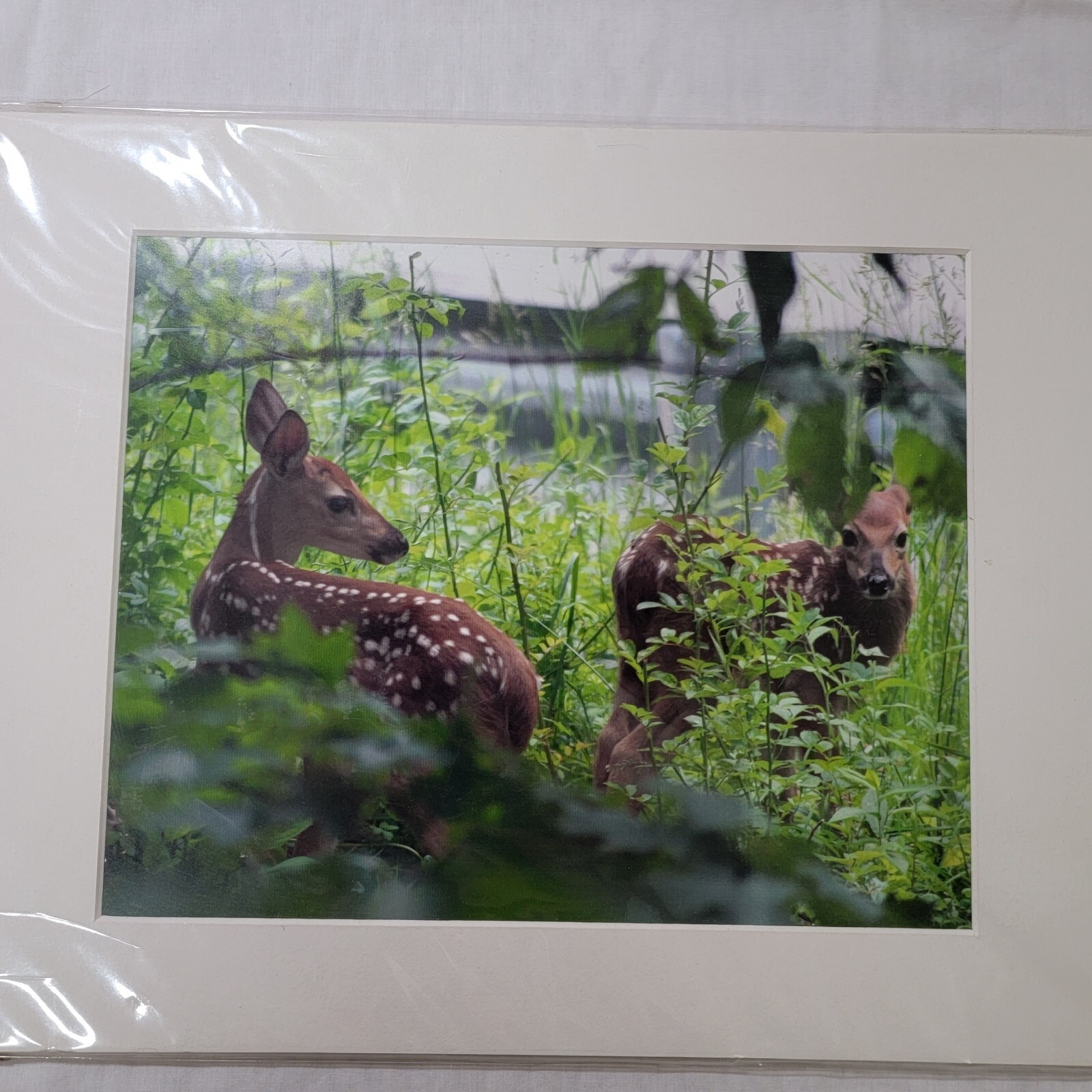 Young Fawns, Baby Deers Wildlife Photography, Animal Photo Print Nature Wall Art
