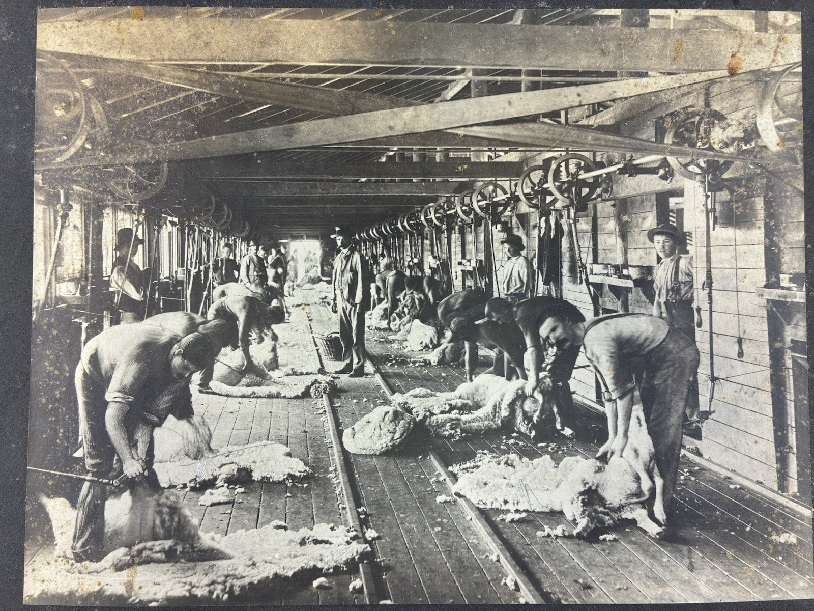ANTIQUE AGRICULTURAL SHEARING SHEEP.SOUTH WALES, AUSTRALIA. TONED SILVER PRINT.