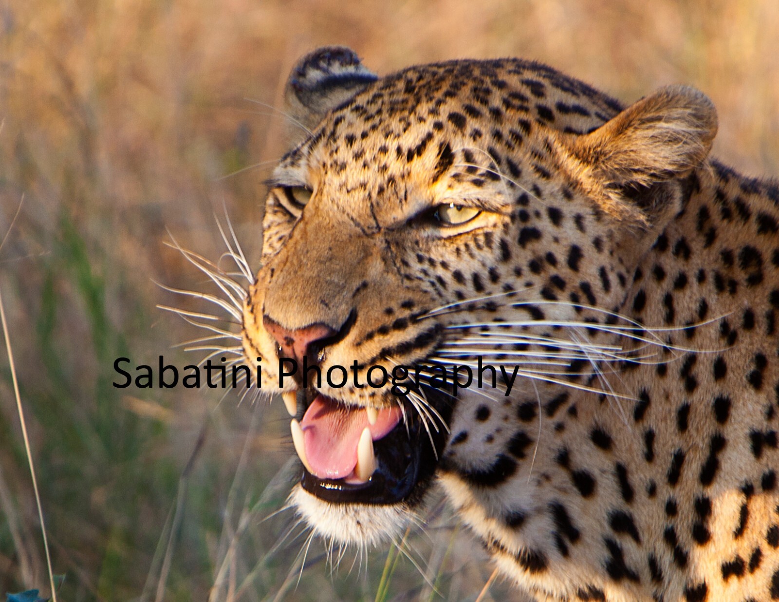 Kruger National Park, South Africa “Leopard Portrait” Metallic Print 11 x 14