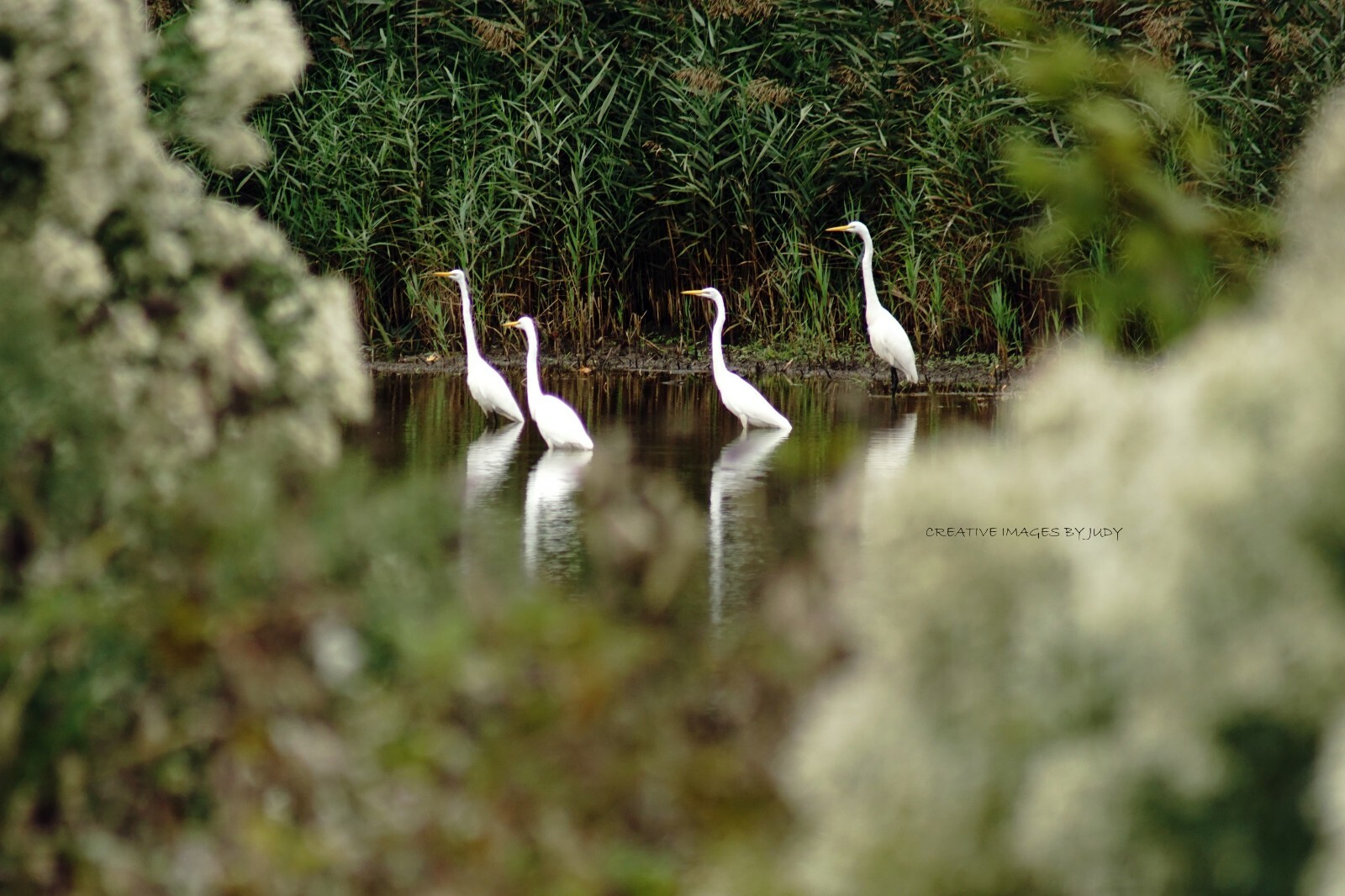 “Egrets on a Mission” Wall Art