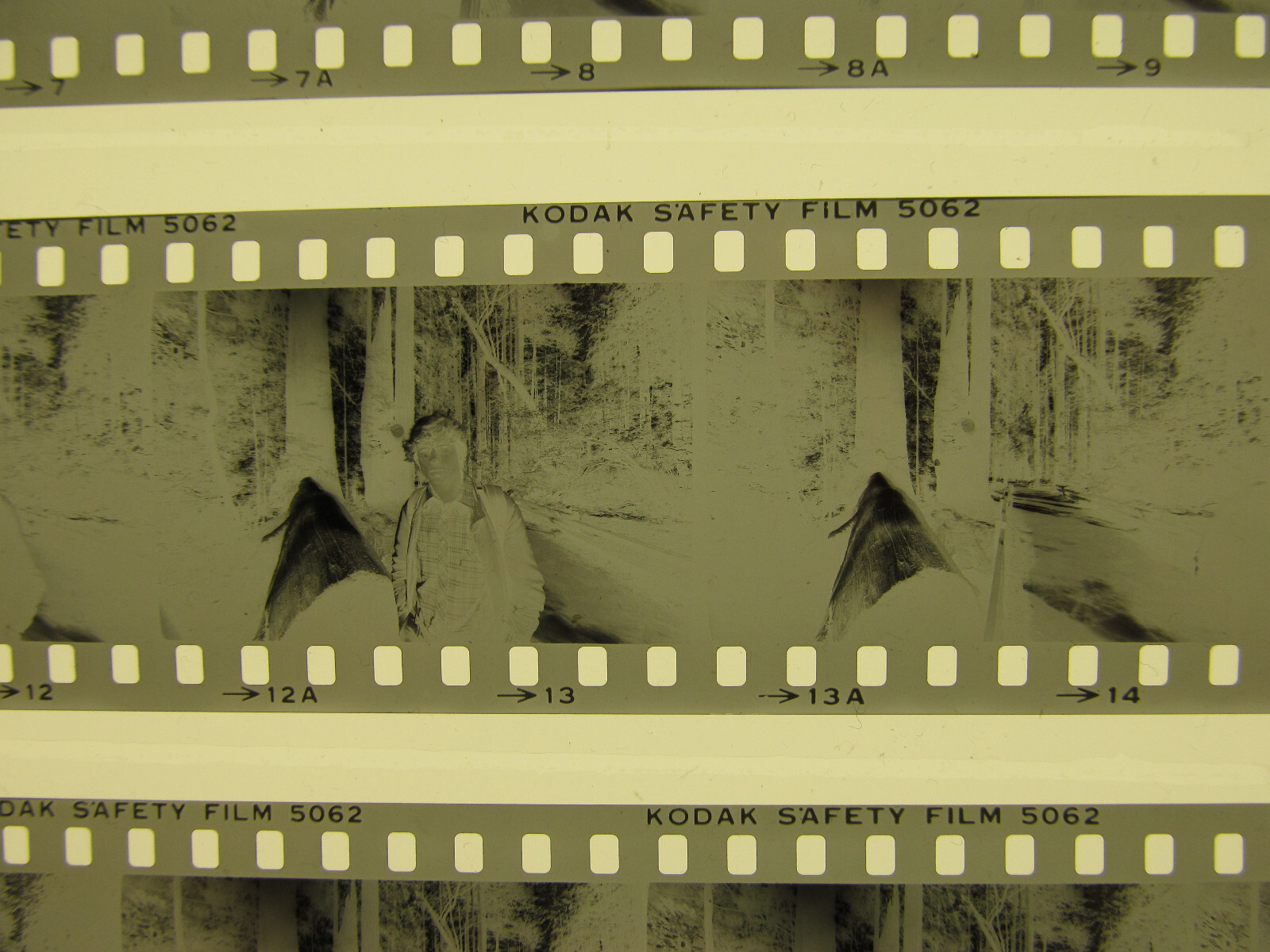 World’s Tallest Tree USA 1981 Wilfried Bauer Photographer 7 x Negative Stripes